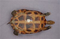 斑龜藏品圖，第11張